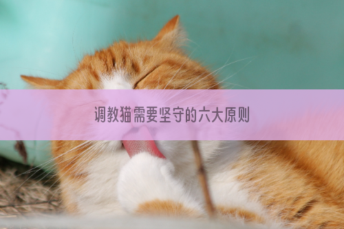 调教猫需要坚守的六大原则