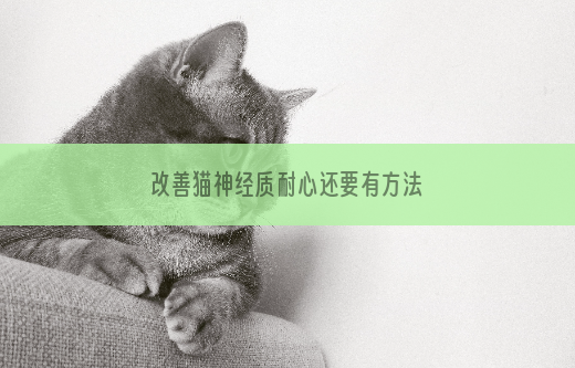 改善猫神经质耐心还要有方法