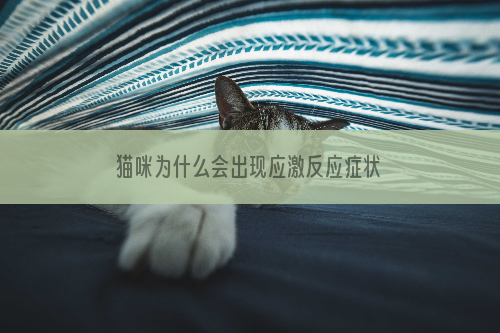 猫咪为什么会出现应激反应症状