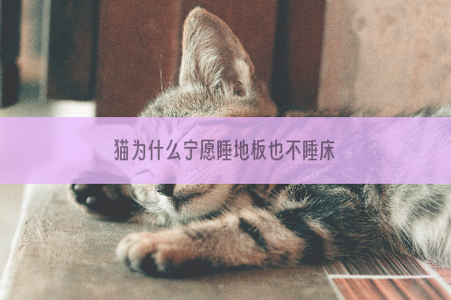 猫为什么宁愿睡地板也不睡床
