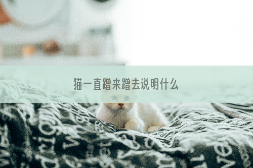 猫一直蹭来蹭去说明什么