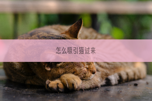 怎么吸引猫过来