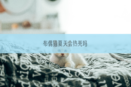 布偶猫夏天会热死吗