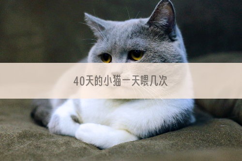 40天的小猫一天喂几次
