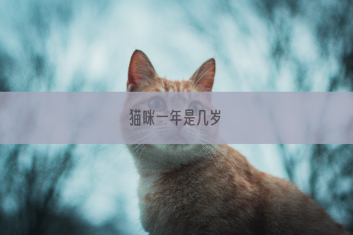 猫咪一年是几岁