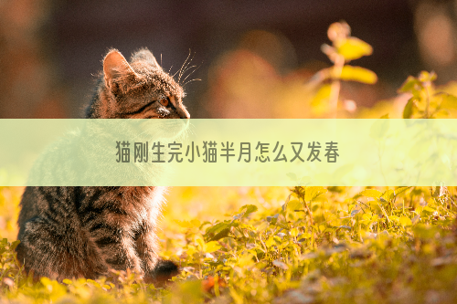 猫刚生完小猫半月怎么又发春