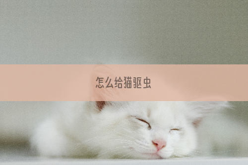怎么给猫驱虫