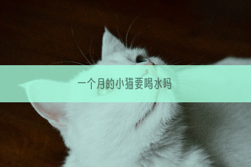 一个月的小猫要喝水吗
