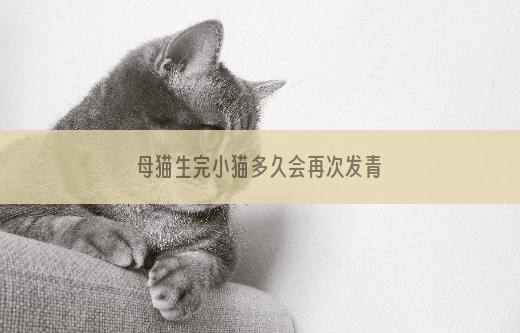 母猫生完小猫多久会再次发青