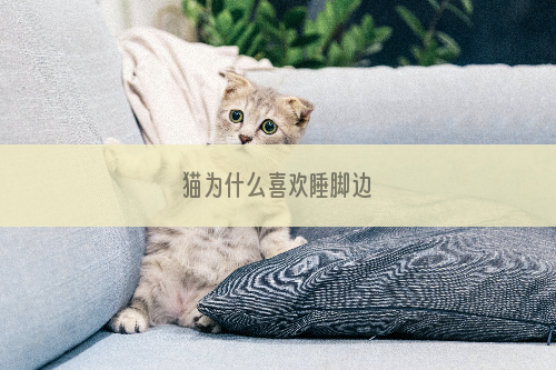 猫为什么喜欢睡脚边