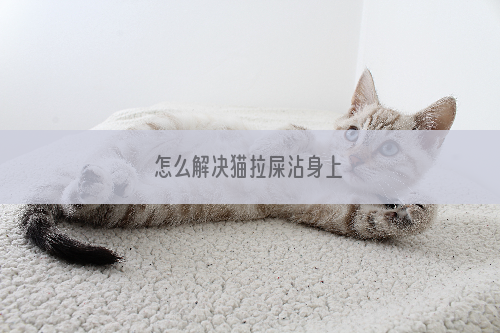 怎么解决猫拉屎沾身上