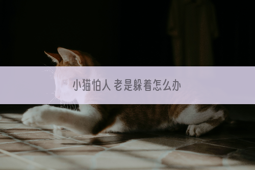 小猫怕人 老是躲着怎么办