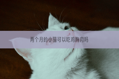 两个月的小猫可以吃鸡胸肉吗
