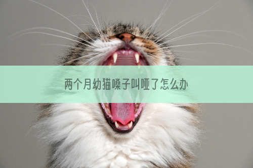 两个月幼猫嗓子叫哑了怎么办