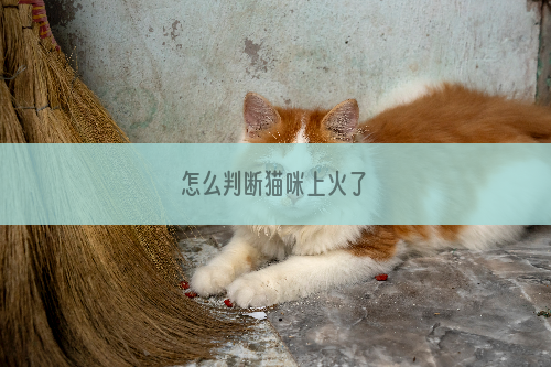 怎么判断猫咪上火了