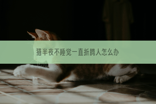 猫半夜不睡觉一直折腾人怎么办