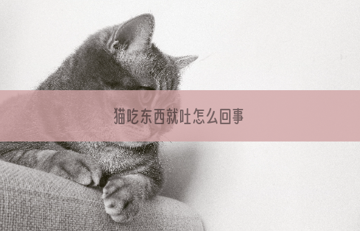 猫吃东西就吐怎么回事