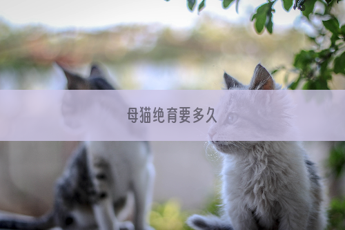 母猫绝育要多久