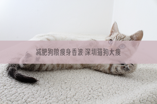 减肥狗粮瘦身香波 深圳猫狗大瘦身