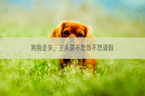 狗狗走失，主人茶不思饭不想请假寻找
