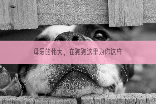 母爱的伟大，在狗狗这里为你这样诠释着