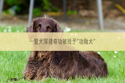 一警犬屡建奇功被授予“功勋犬”称号