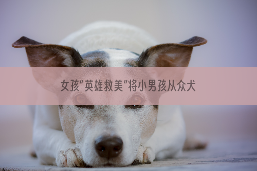 女孩“英雄救美”将小男孩从众犬口中救下