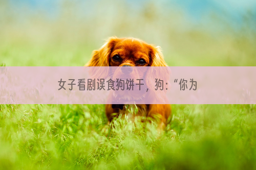 女子看剧误食狗饼干，狗：“你为什么吃我饼干？”