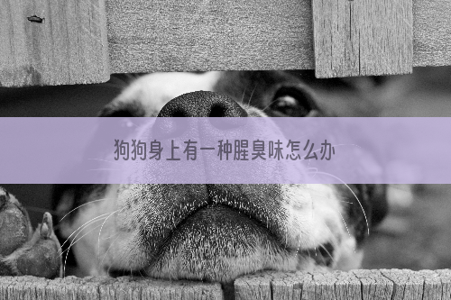 狗狗身上有一种腥臭味怎么办