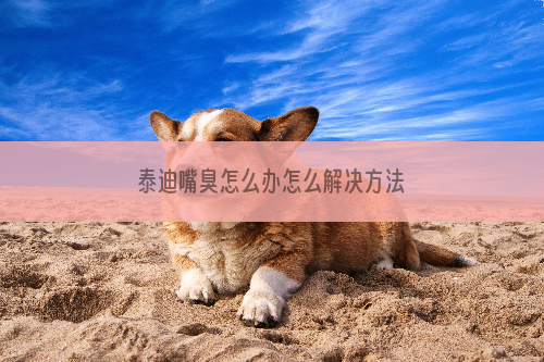 泰迪嘴臭怎么办怎么解决方法