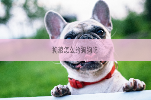 狗粮怎么给狗狗吃