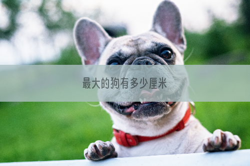 最大的狗有多少厘米