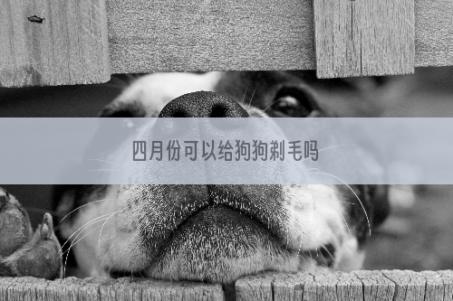 四月份可以给狗狗剃毛吗
