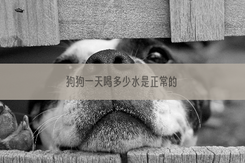 狗狗一天喝多少水是正常的