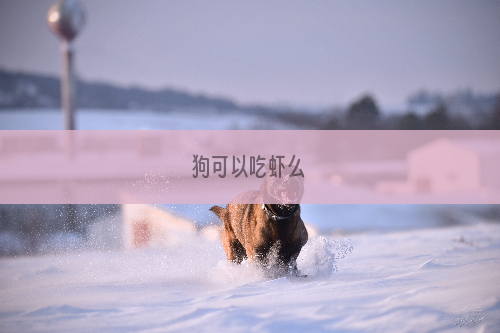 狗可以吃虾么