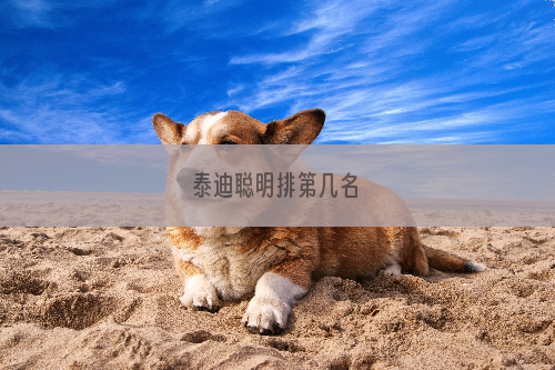 泰迪聪明排第几名