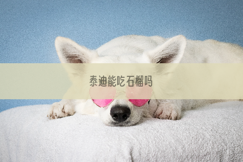 泰迪能吃石榴吗