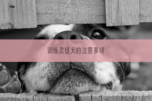 训练灵缇犬的注意事项