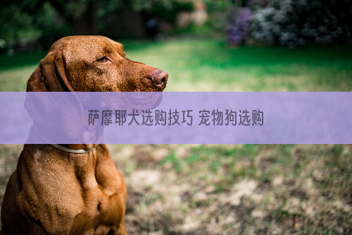 萨摩耶犬选购技巧 宠物狗选购