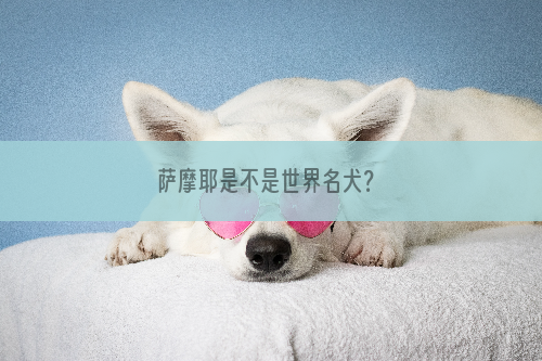 萨摩耶是不是世界名犬？