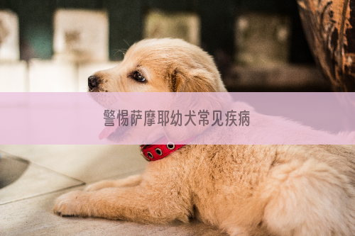 警惕萨摩耶幼犬常见疾病