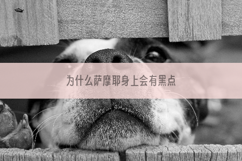 为什么萨摩耶身上会有黑点