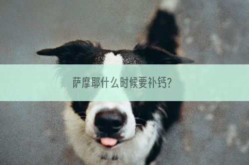 萨摩耶什么时候要补钙？