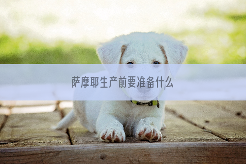 萨摩耶生产前要准备什么