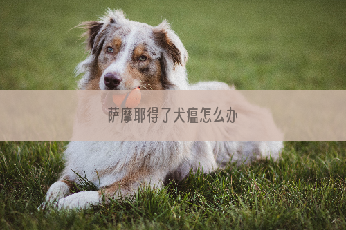 萨摩耶得了犬瘟怎么办
