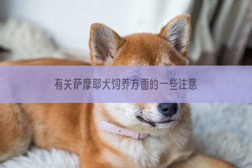 有关萨摩耶犬饲养方面的一些注意事项。