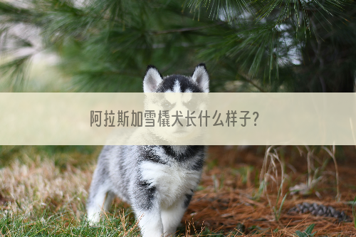 阿拉斯加雪橇犬长什么样子？