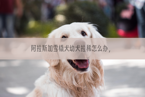 阿拉斯加雪橇犬幼犬拉稀怎么办，原因都有哪些？