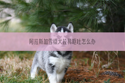 阿拉斯加雪橇犬拉稀呕吐怎么办