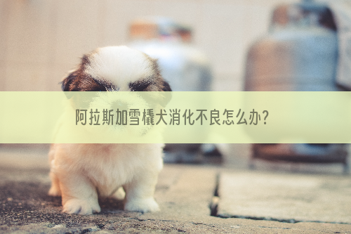 阿拉斯加雪橇犬消化不良怎么办？